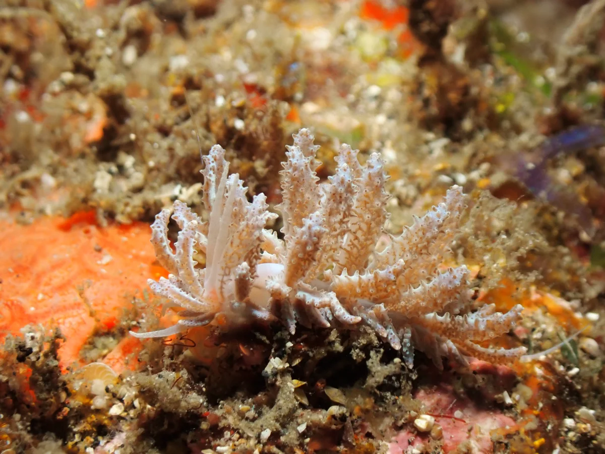 Phyllodesmium crypticum - Indonesia - Lembeh