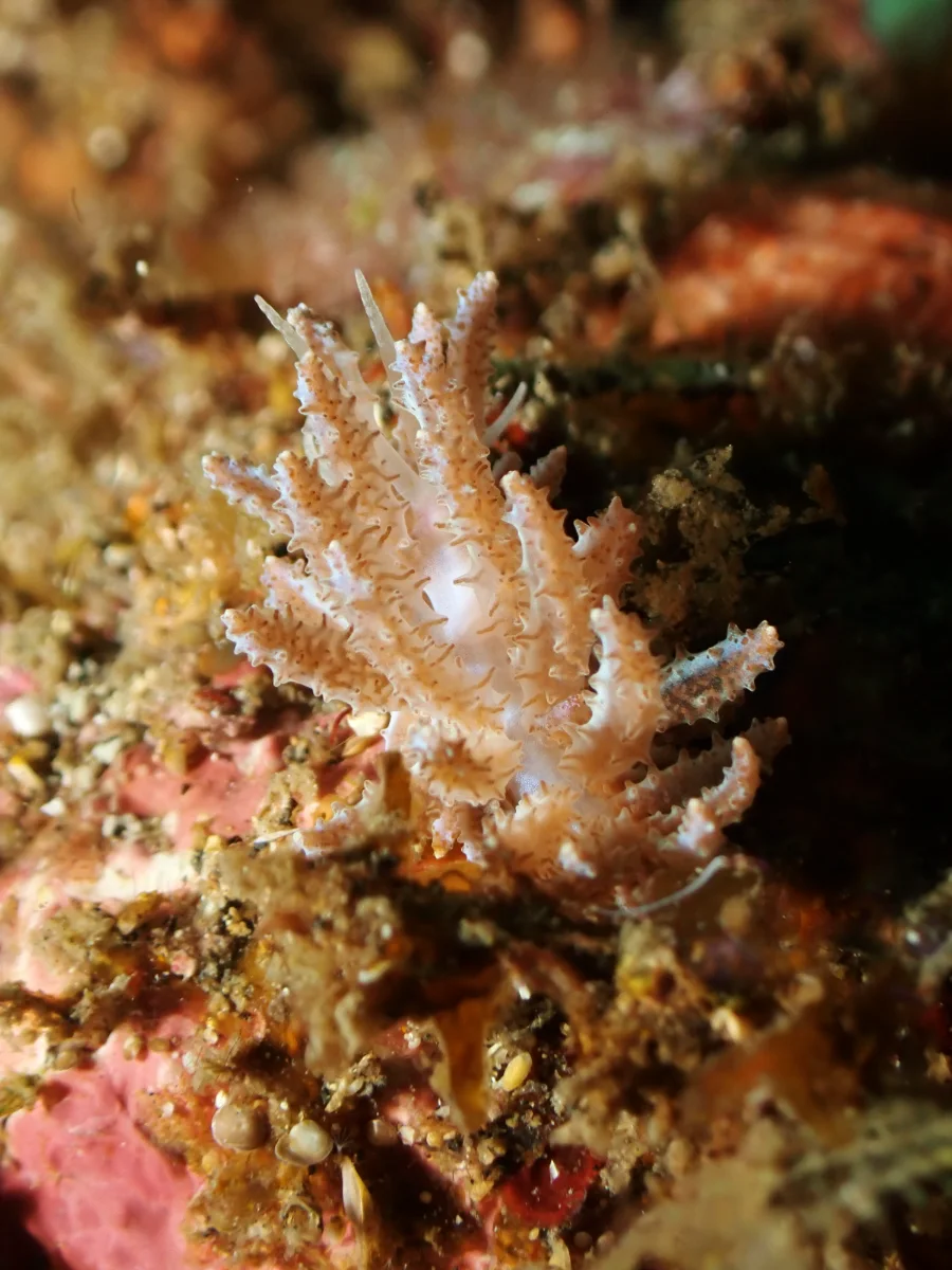 Phyllodesmium crypticum - Indonesia - Lembeh