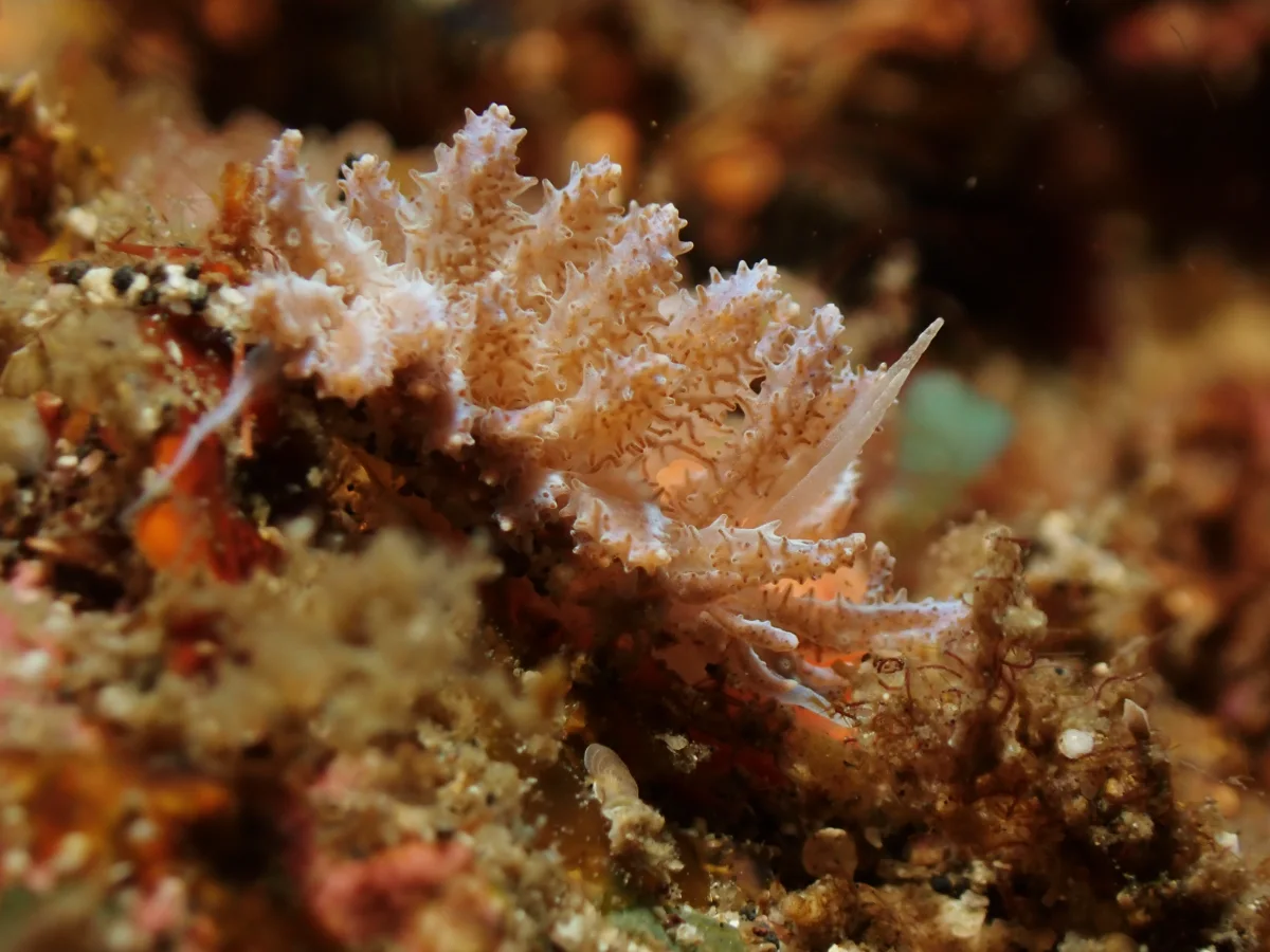 Phyllodesmium crypticum - Indonesia - Lembeh