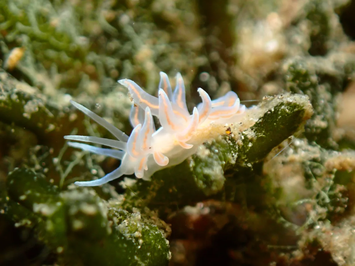 Phyllodesmium karenae - Indonesia - Lembeh