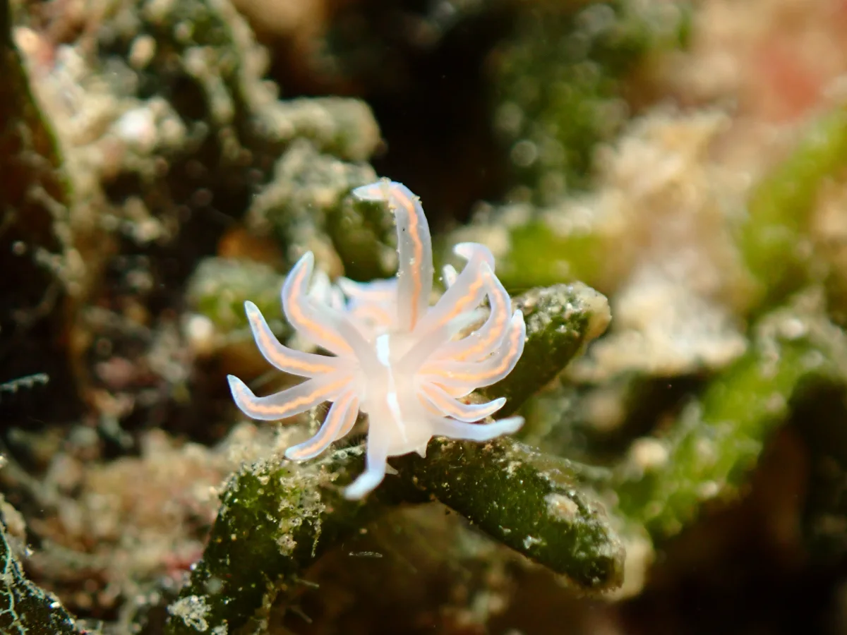 Phyllodesmium karenae - Indonesia - Lembeh
