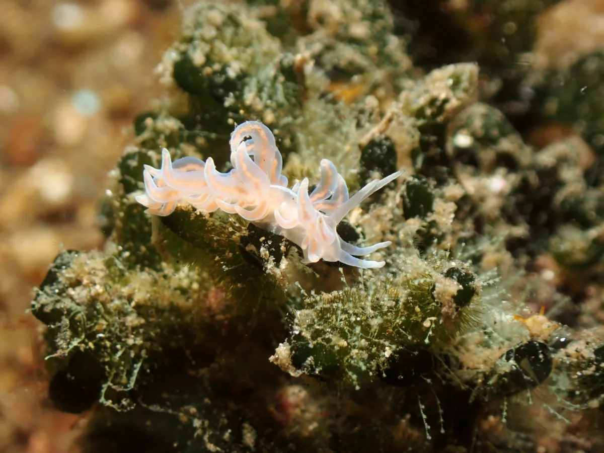 Phyllodesmium karenae - Indonesia - Lembeh