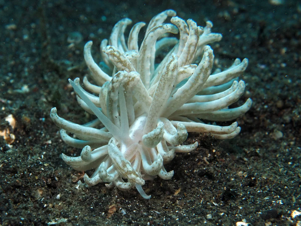 Phyllodesmium lembehense