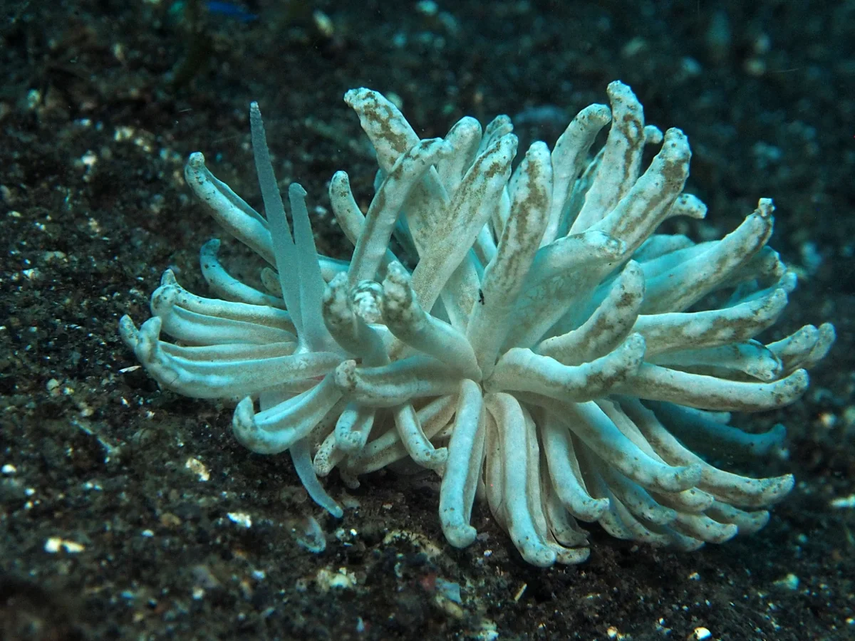 Phyllodesmium lembehense