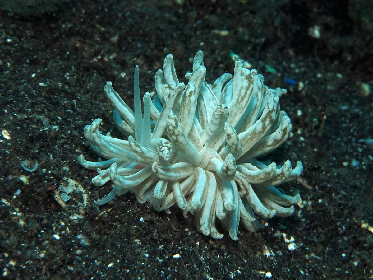 Phyllodesmium lembehense