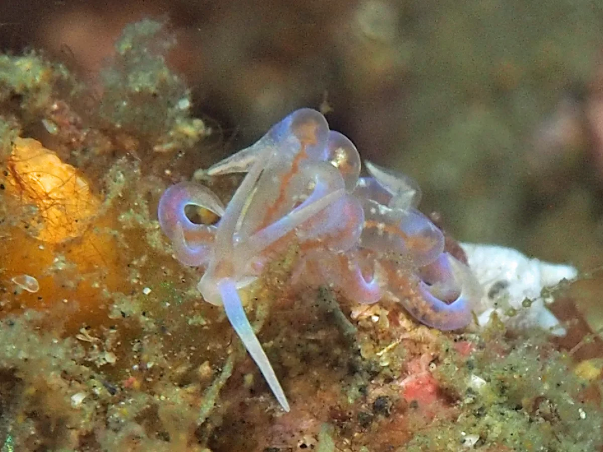 Phyllodesmium poindimiei - Indonesia - Lembeh