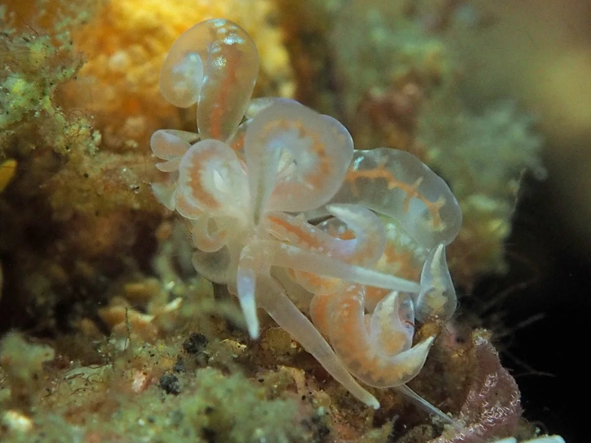 Phyllodesmium poindimiei - Indonesia - Lembeh