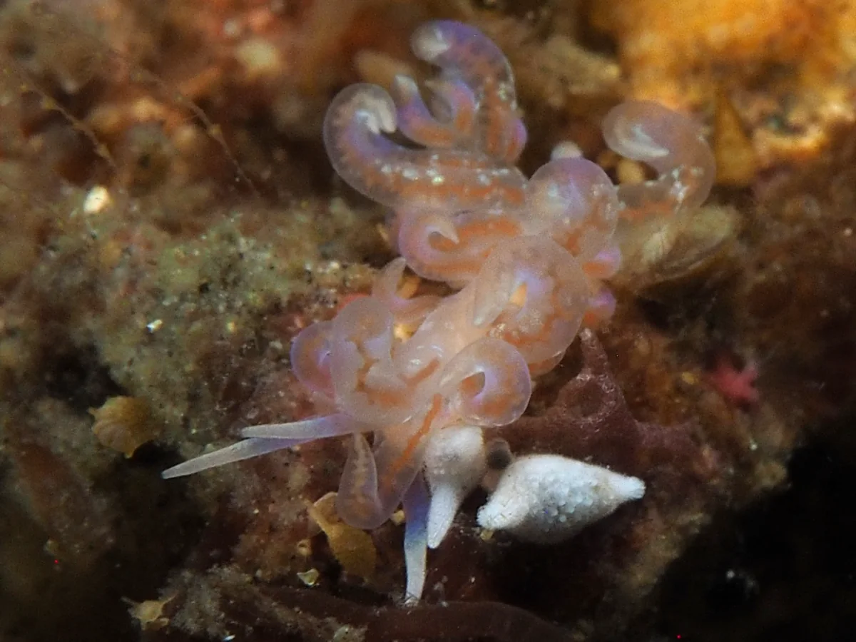 Phyllodesmium poindimiei - Indonesia - Lembeh
