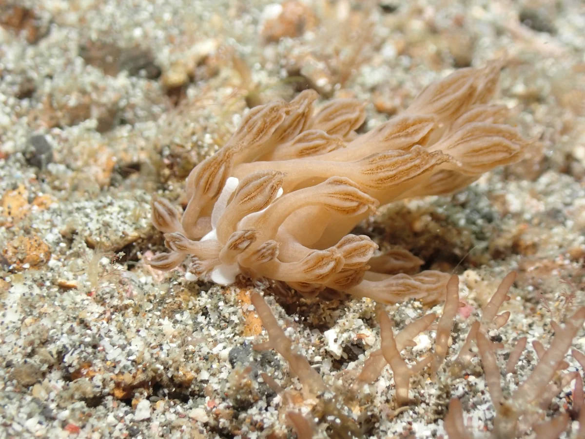 Phyllodesmium rudmani - Indonesia - Lembeh