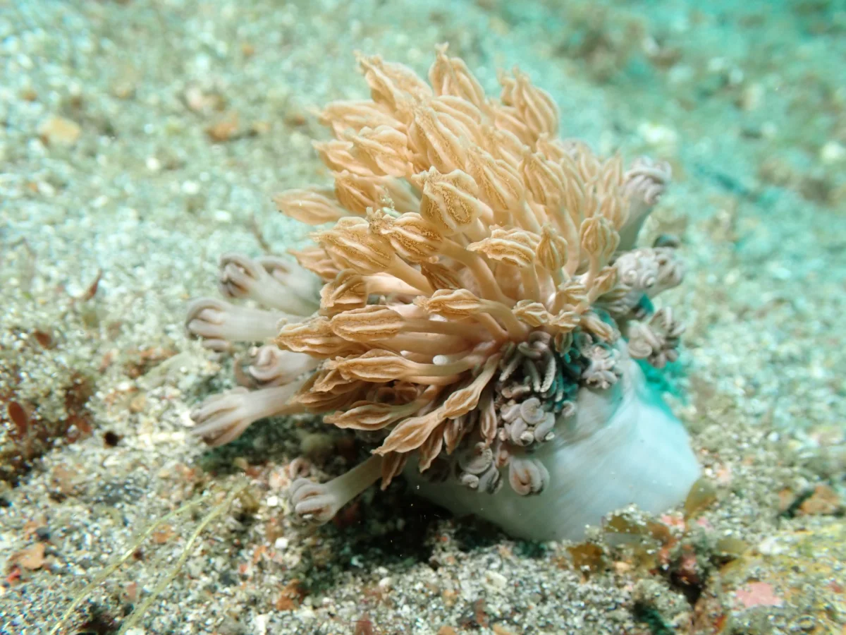 Phyllodesmium rudmani - Indonesia - Lembeh