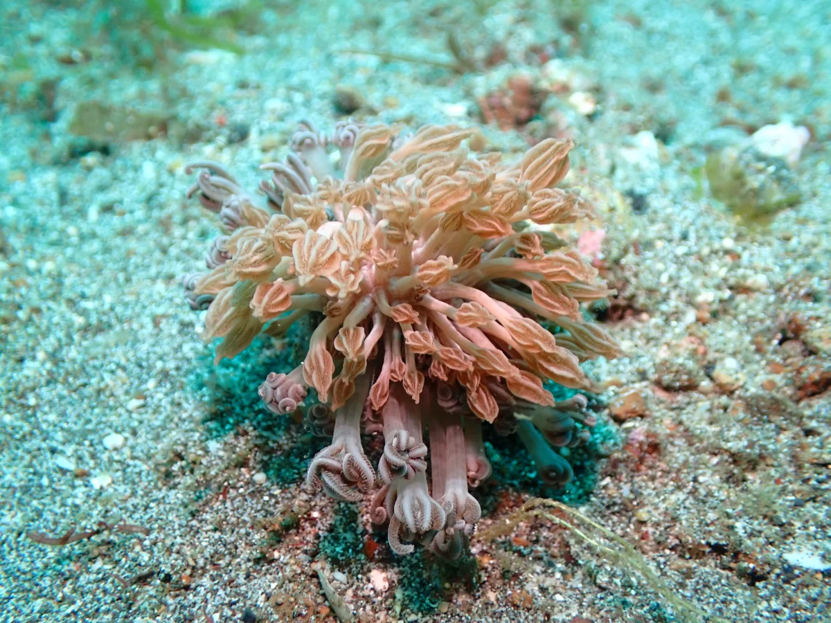 Phyllodesmium rudmani - Indonesia - Lembeh
