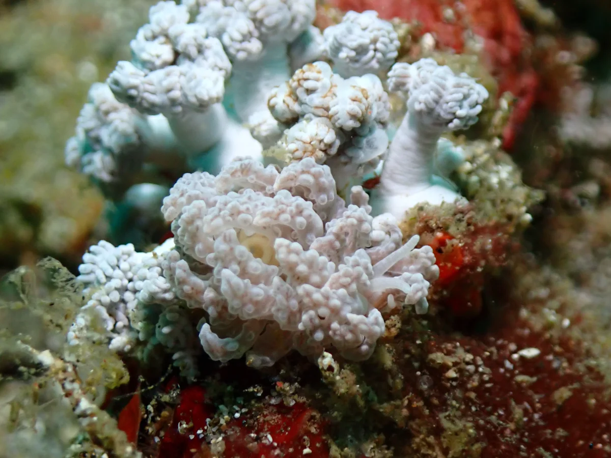 Phyllodesmium tuberculatum - Indonesia - Lembeh