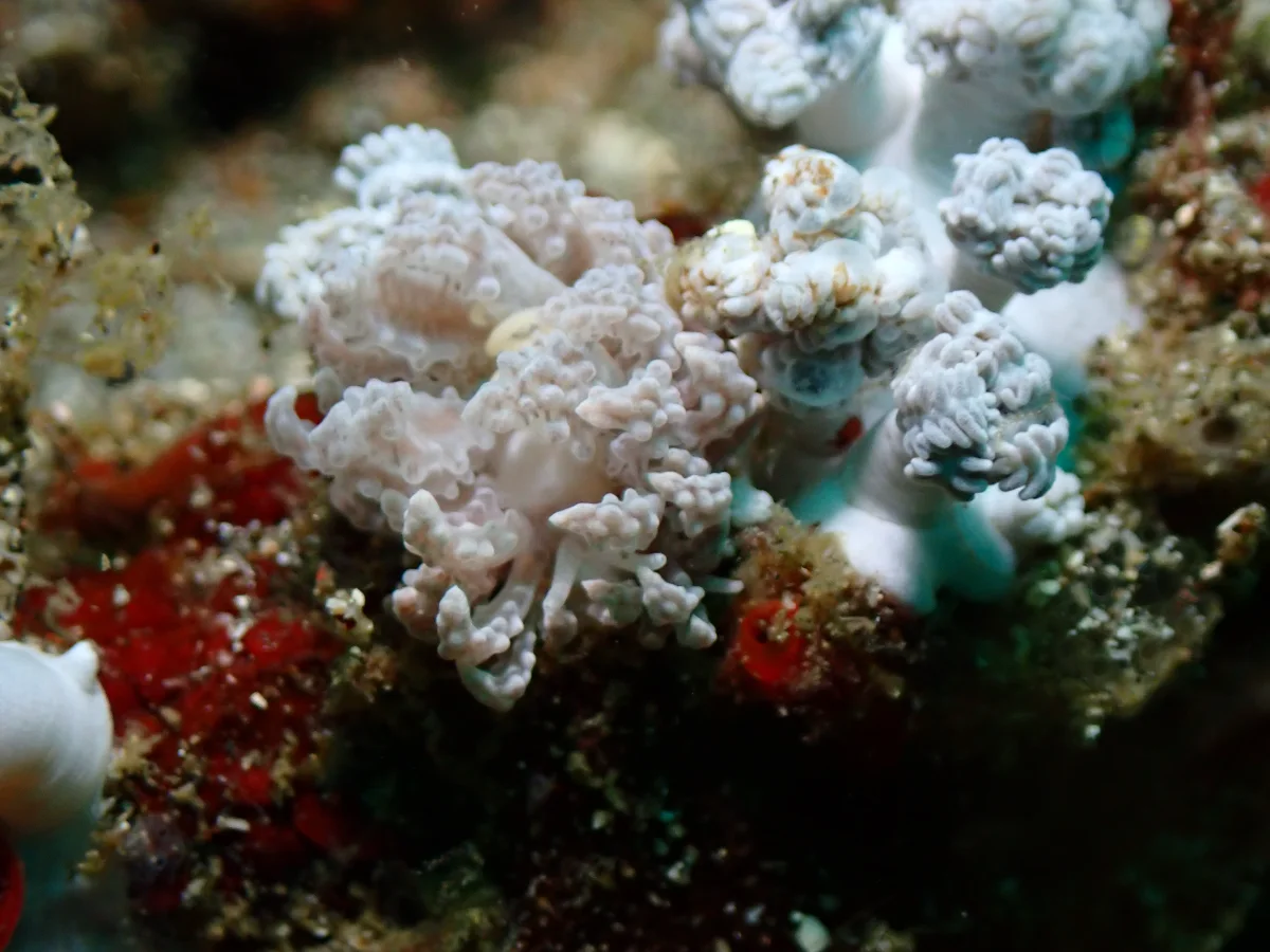 Phyllodesmium tuberculatum - Indonesia - Lembeh