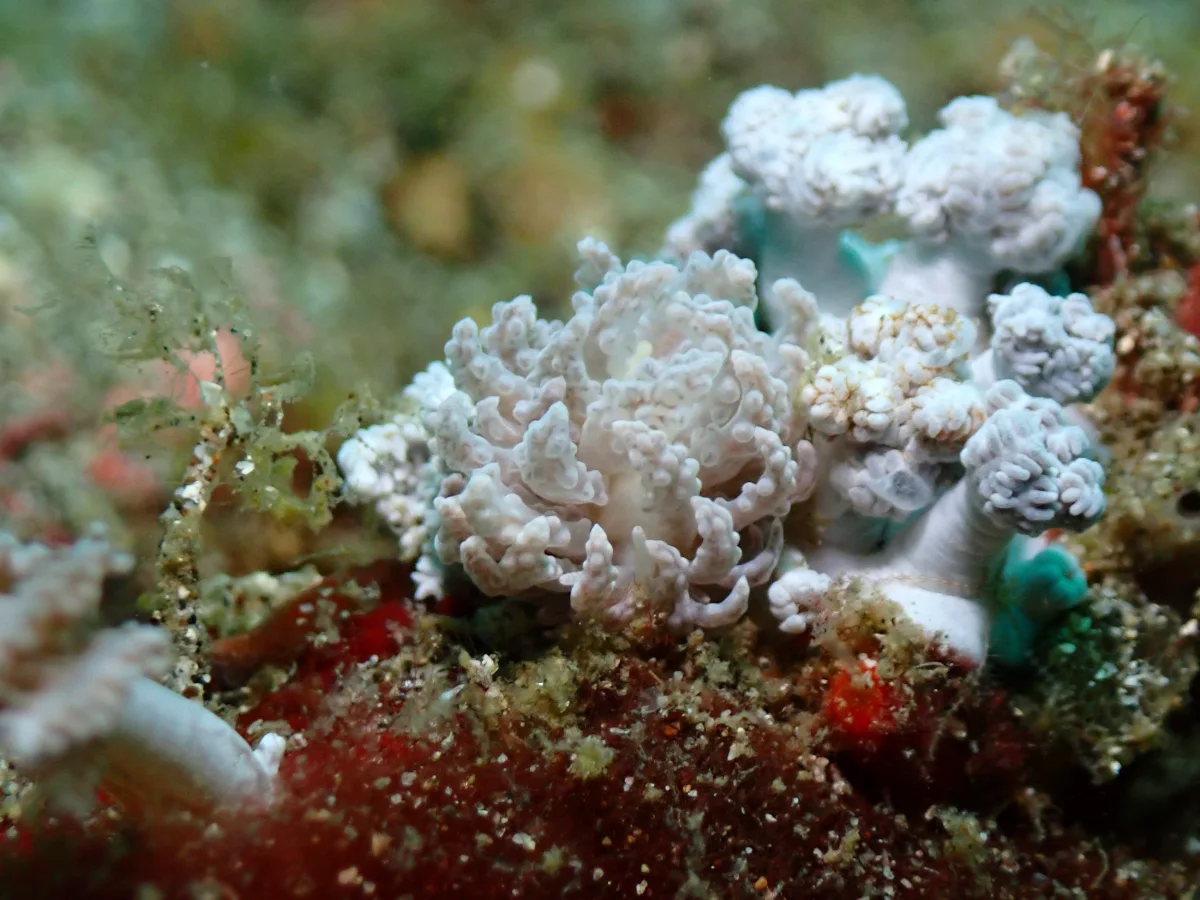 Phyllodesmium tuberculatum - Indonesia - Lembeh