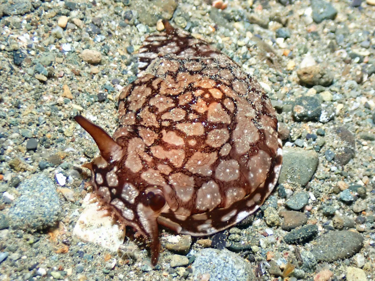 Pleurobranchaea brockii - Philippines - Ambon