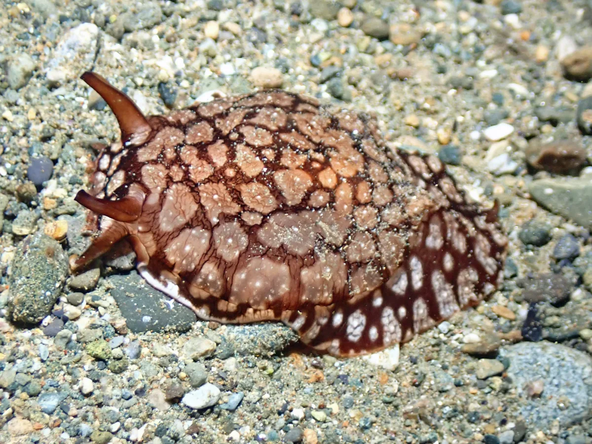 Pleurobranchaea brockii - Philippines - Ambon