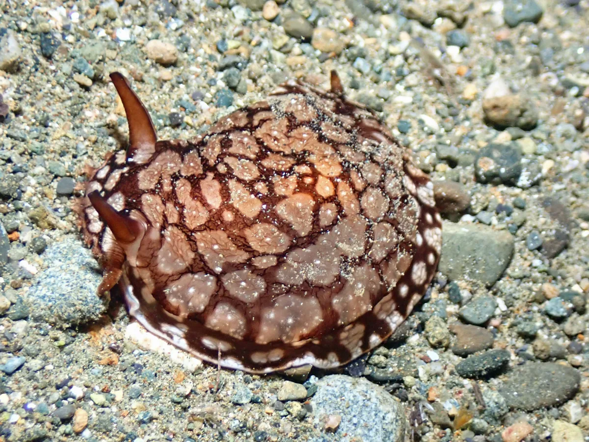 Pleurobranchaea brockii - Philippines - Ambon