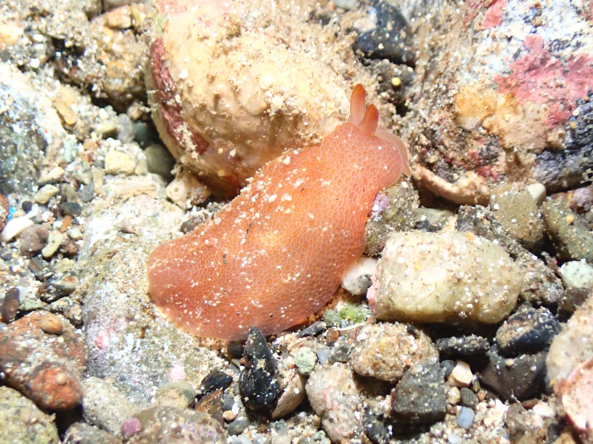 Pleurobranchus peronii - Philippines - Ambon