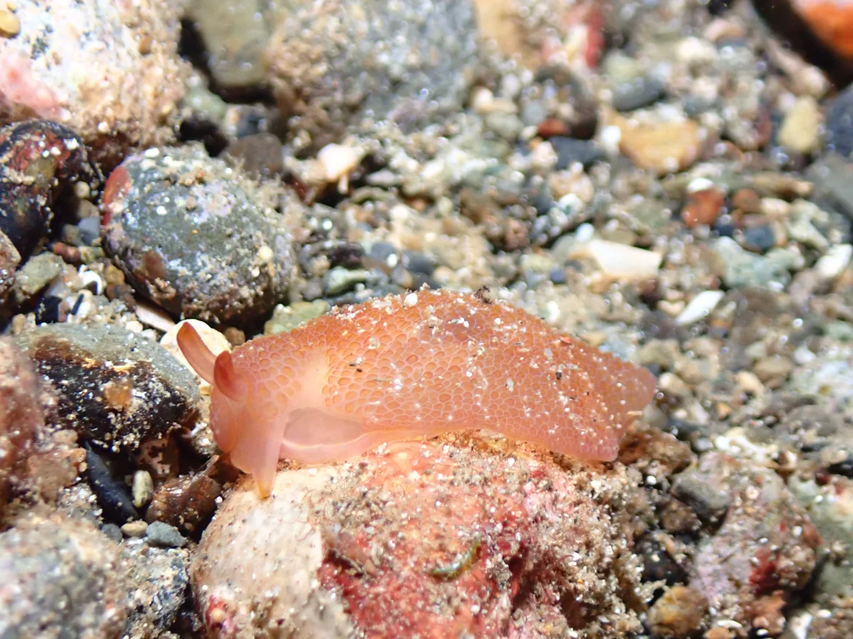 Pleurobranchus peronii - Philippines - Ambon