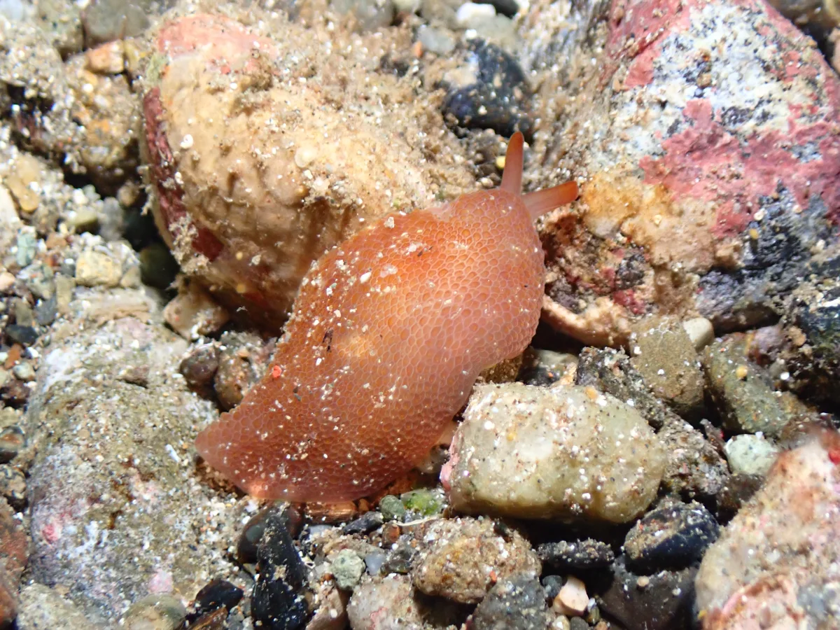 Pleurobranchus peronii - Philippines - Ambon