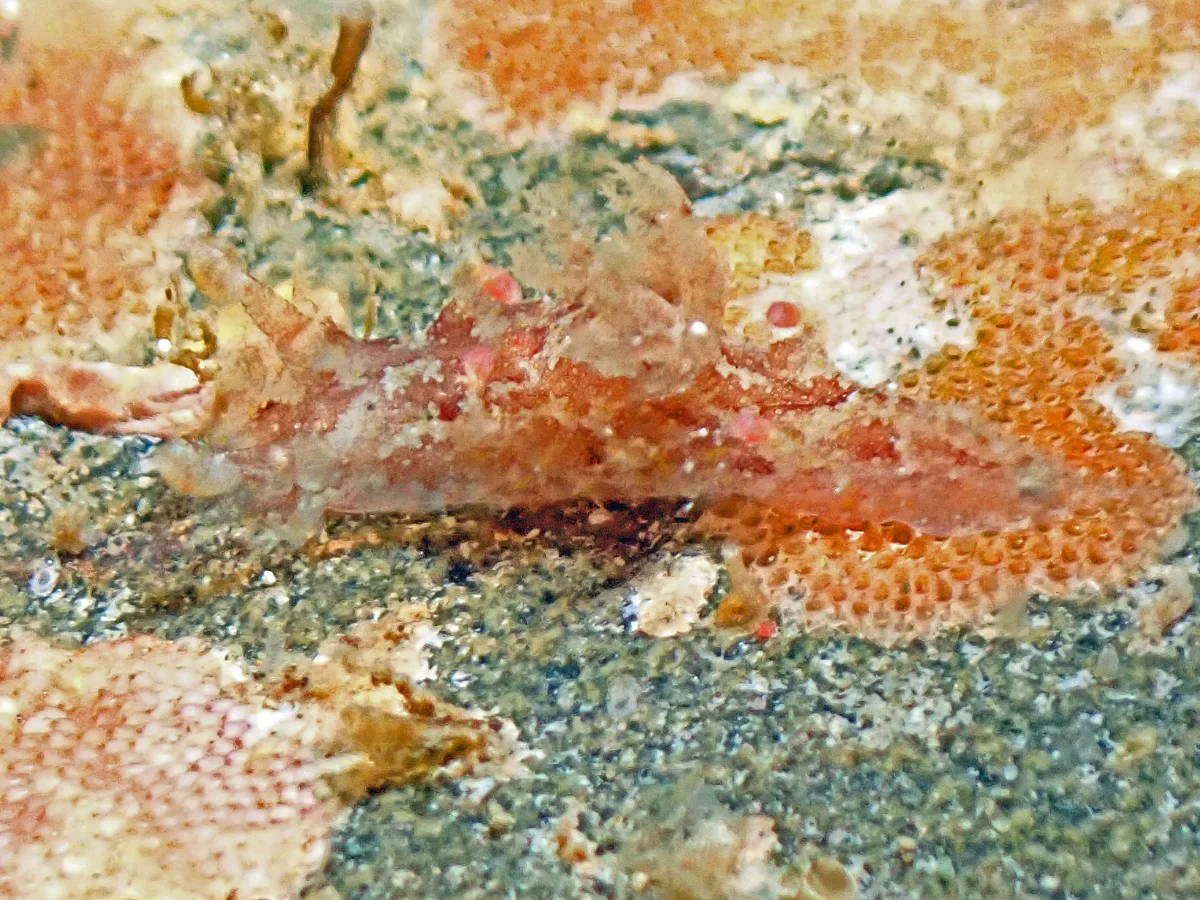Plocamopherus ceylonicus - Indonesia - Ambon