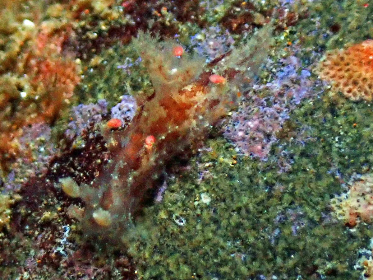 Plocamopherus ceylonicus - Indonesia - Ambon