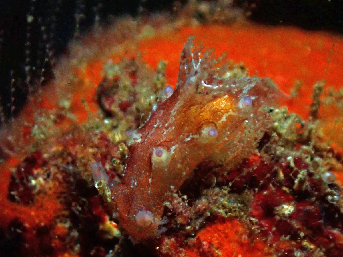 Plocamopherus pecoso - Philippines - Ambon