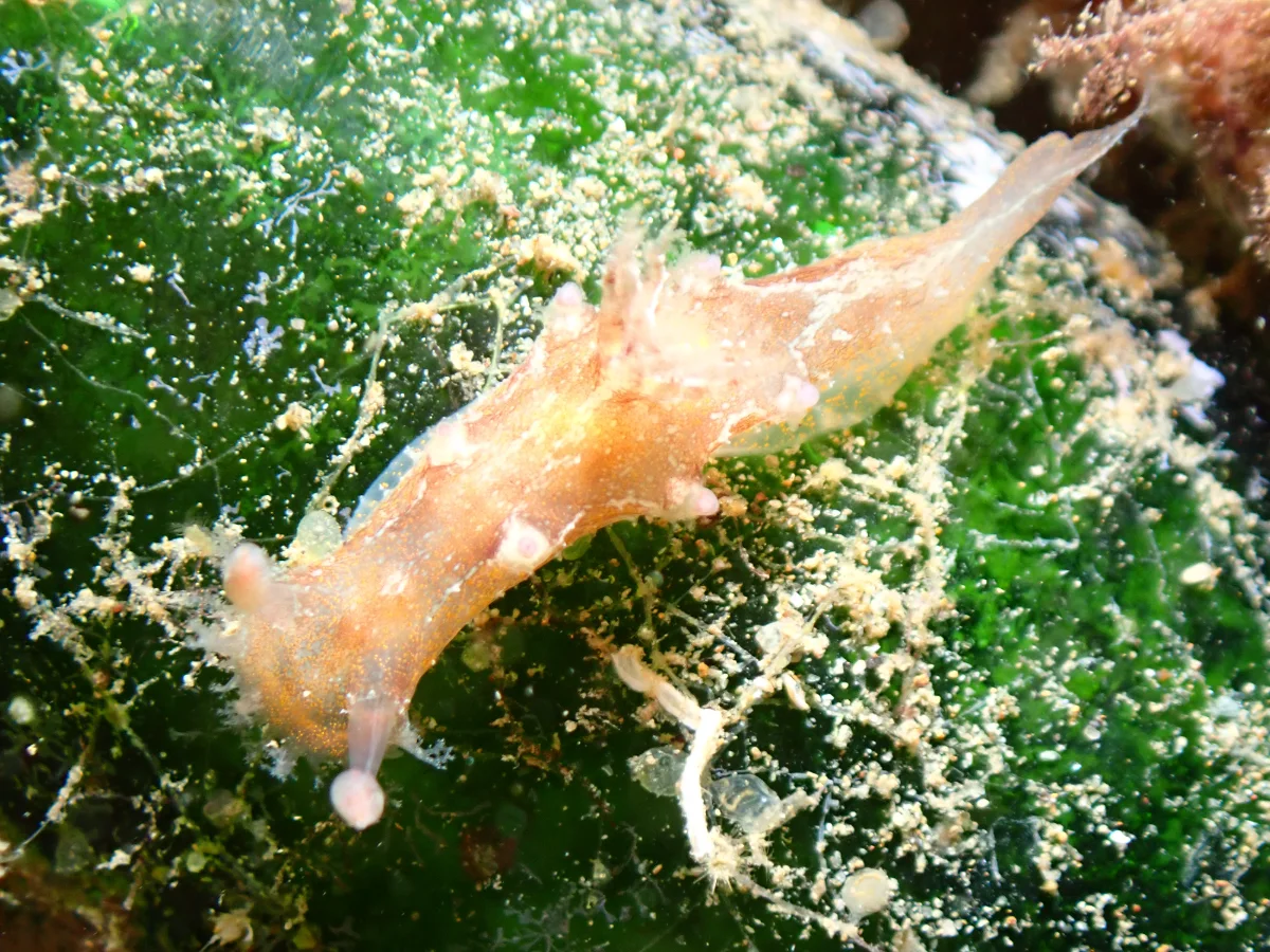 Plocamopherus pecoso - Philippines - Ambon