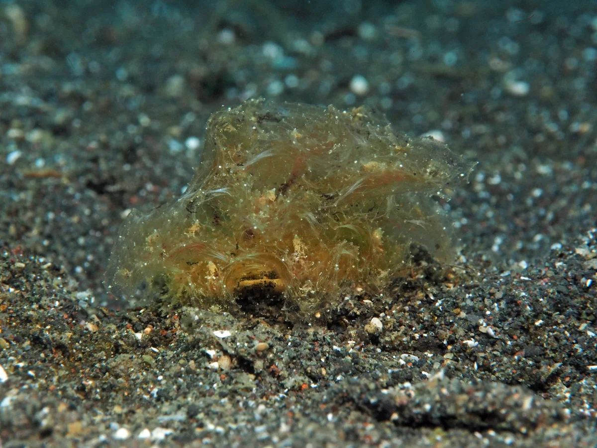Polybranchia jannae - Indonesia - Lembeh