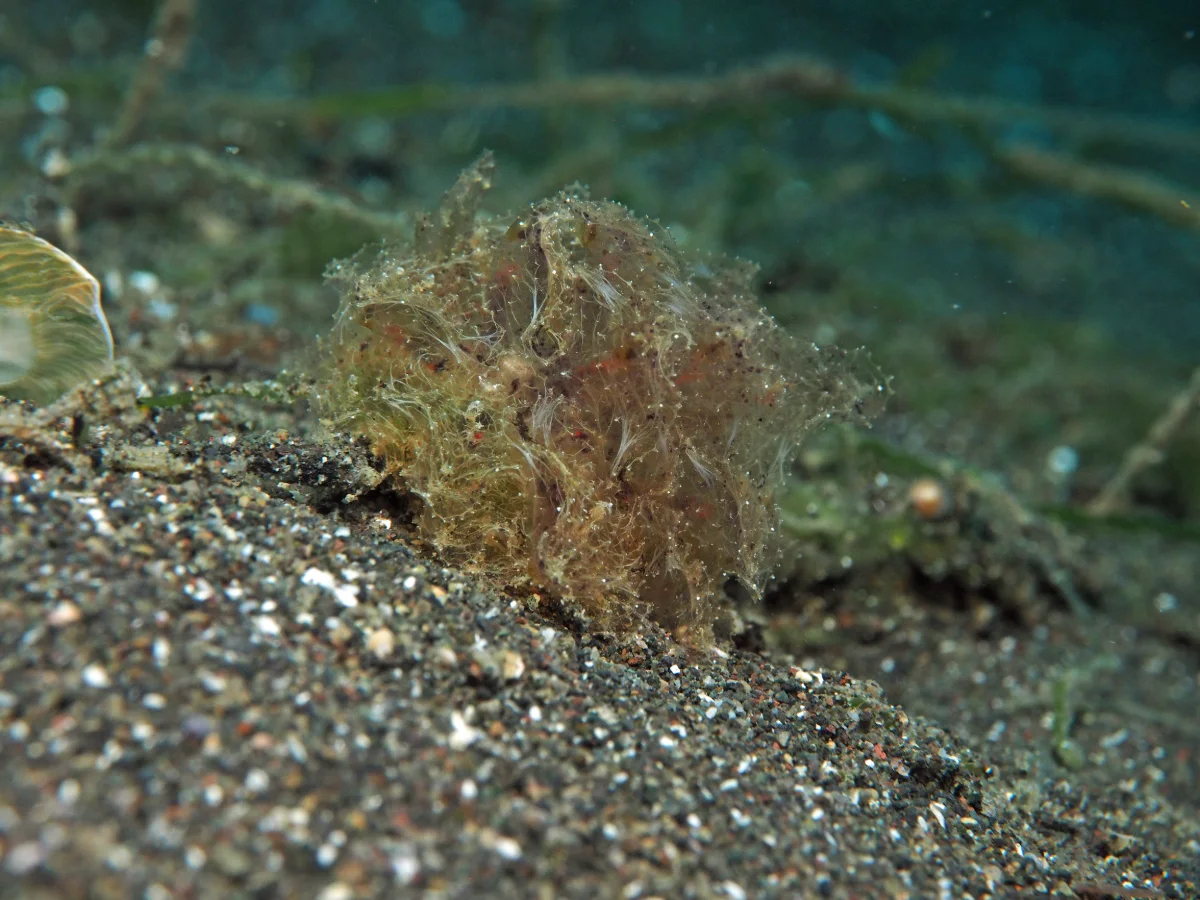 Polybranchia jannae - Indonesia - Lembeh