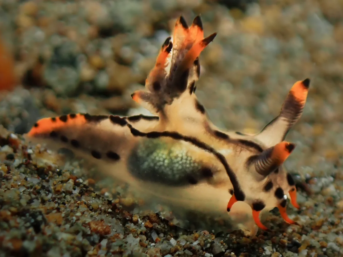 Polycera sp - Philippines - Anilao