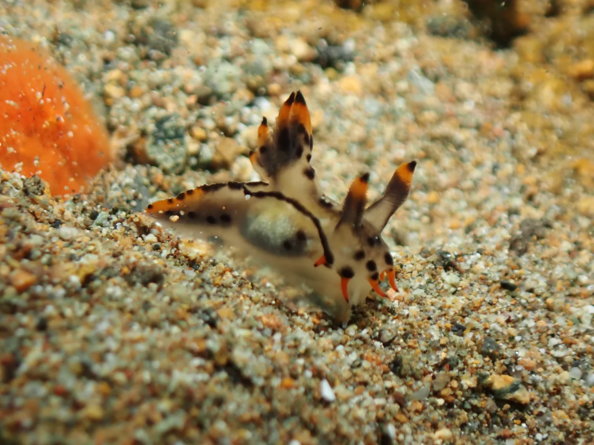 Polycera sp - Philippines - Anilao