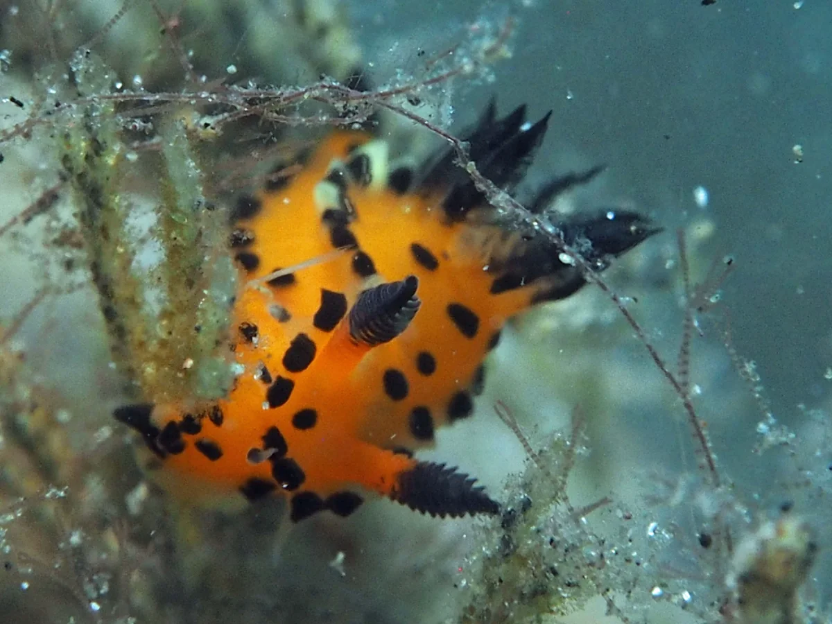 Polycera sp - Indonesia - Lembeh