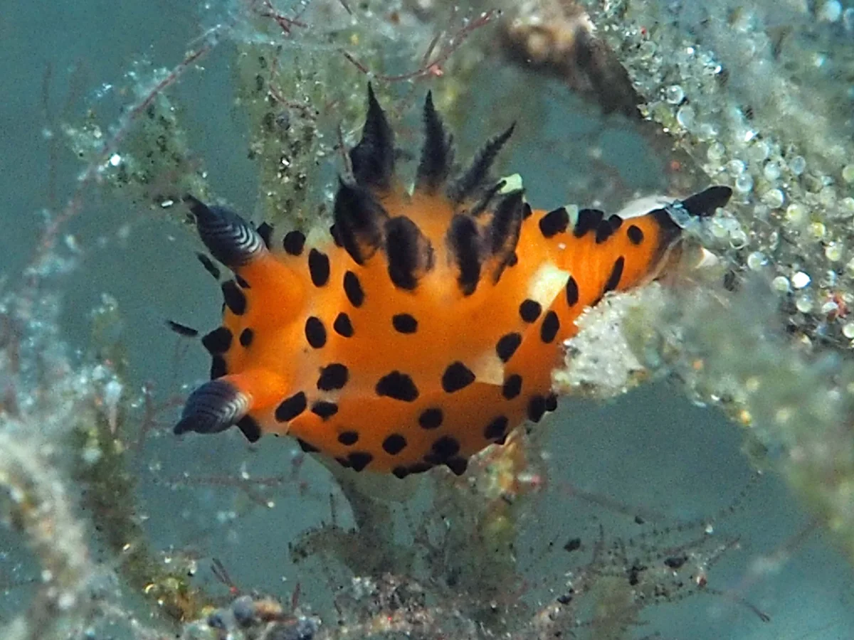 Polycera sp - Indonesia - Lembeh