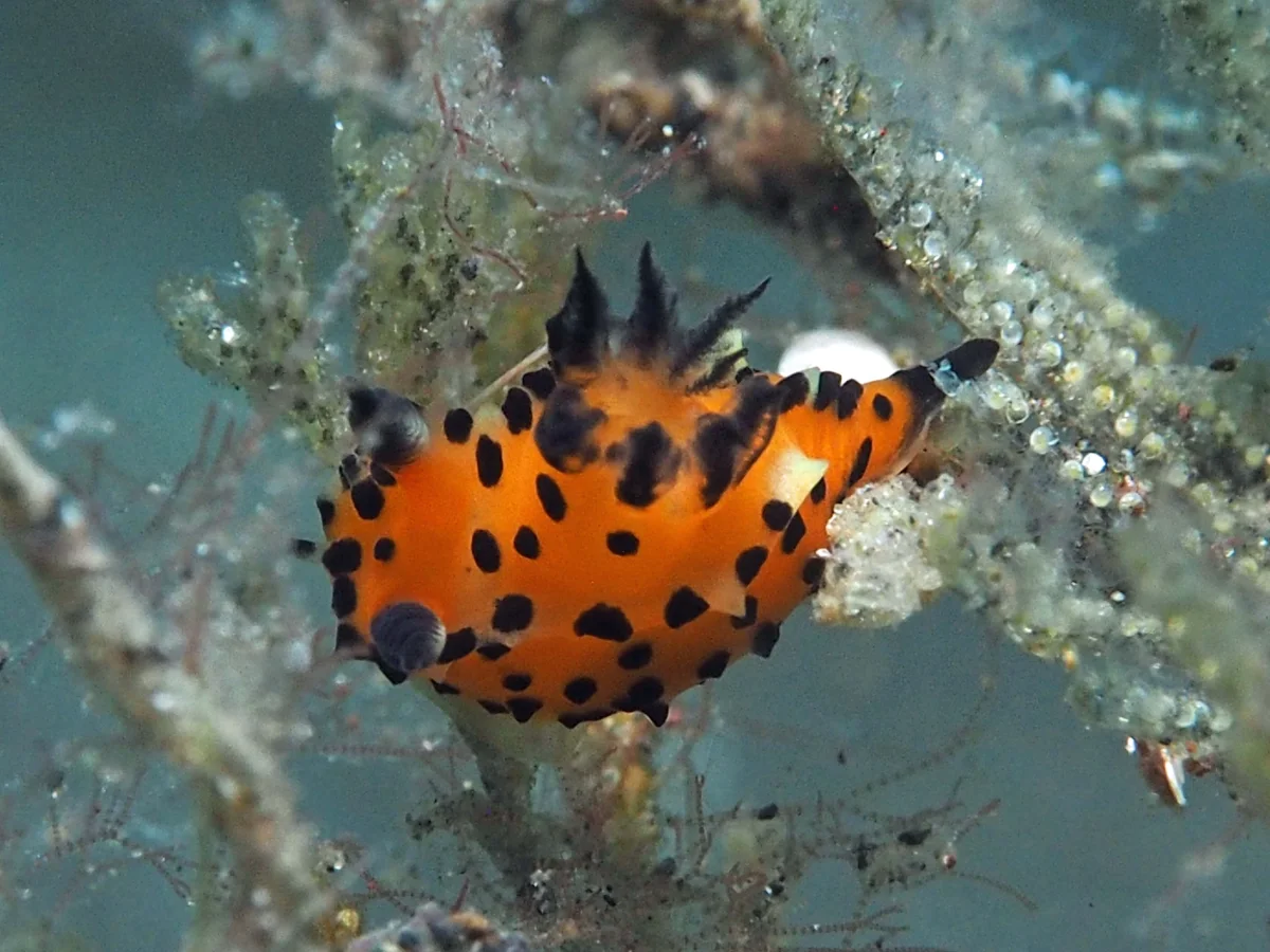 Polycera sp - Indonesia - Lembeh