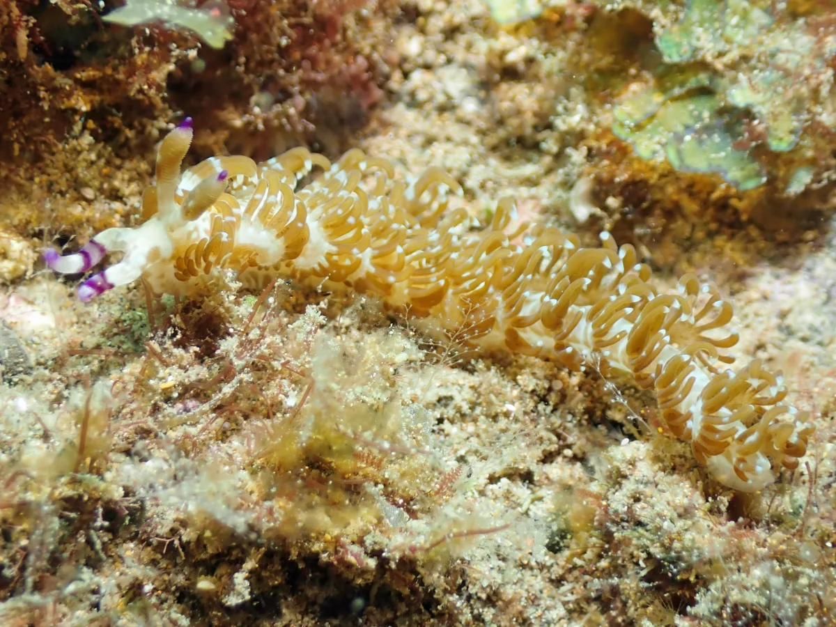 Pteraeolidia semperi - Philippines - Anilao