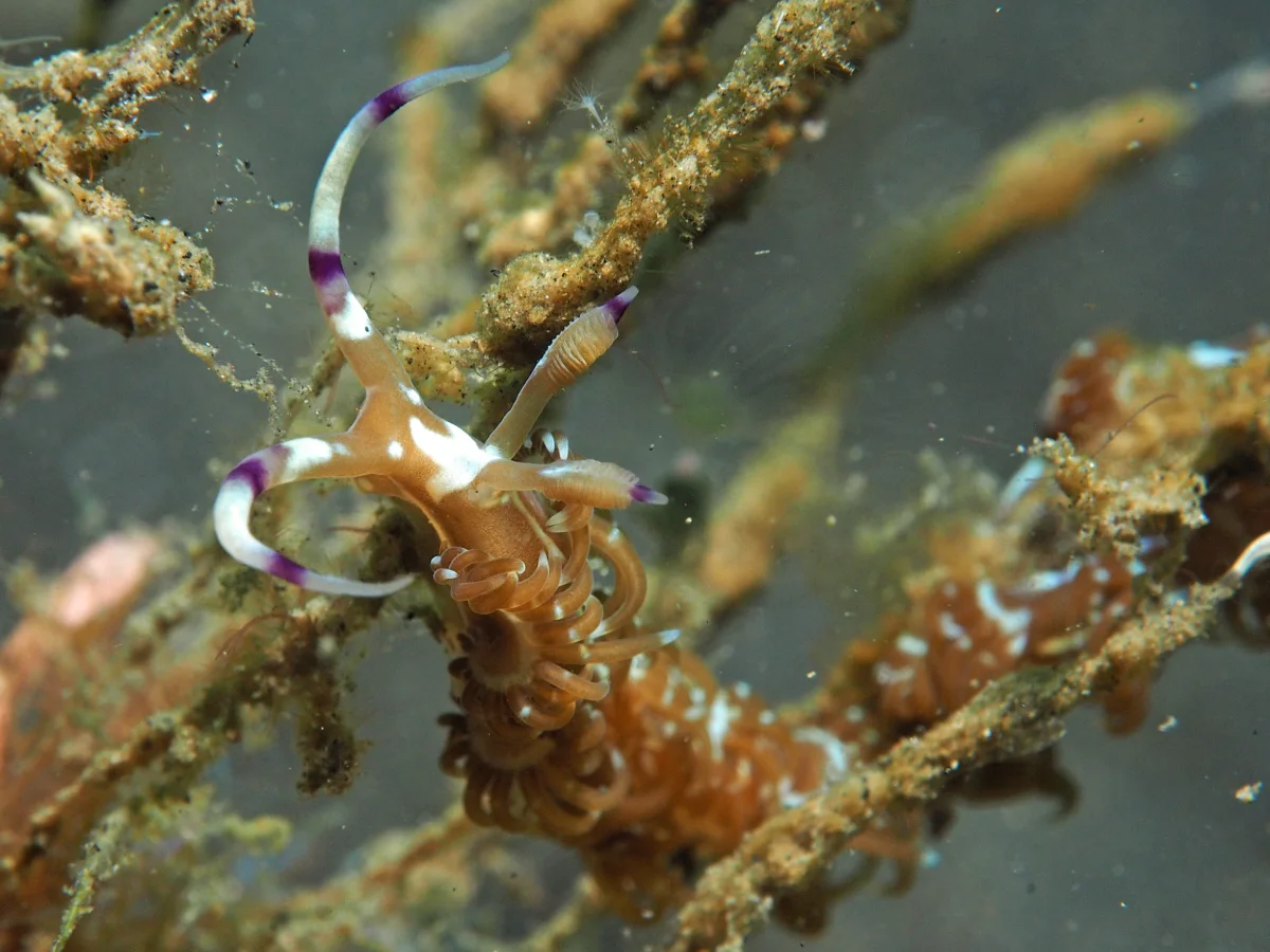 Pteraeolidia semperi - Indonesia - Lembeh