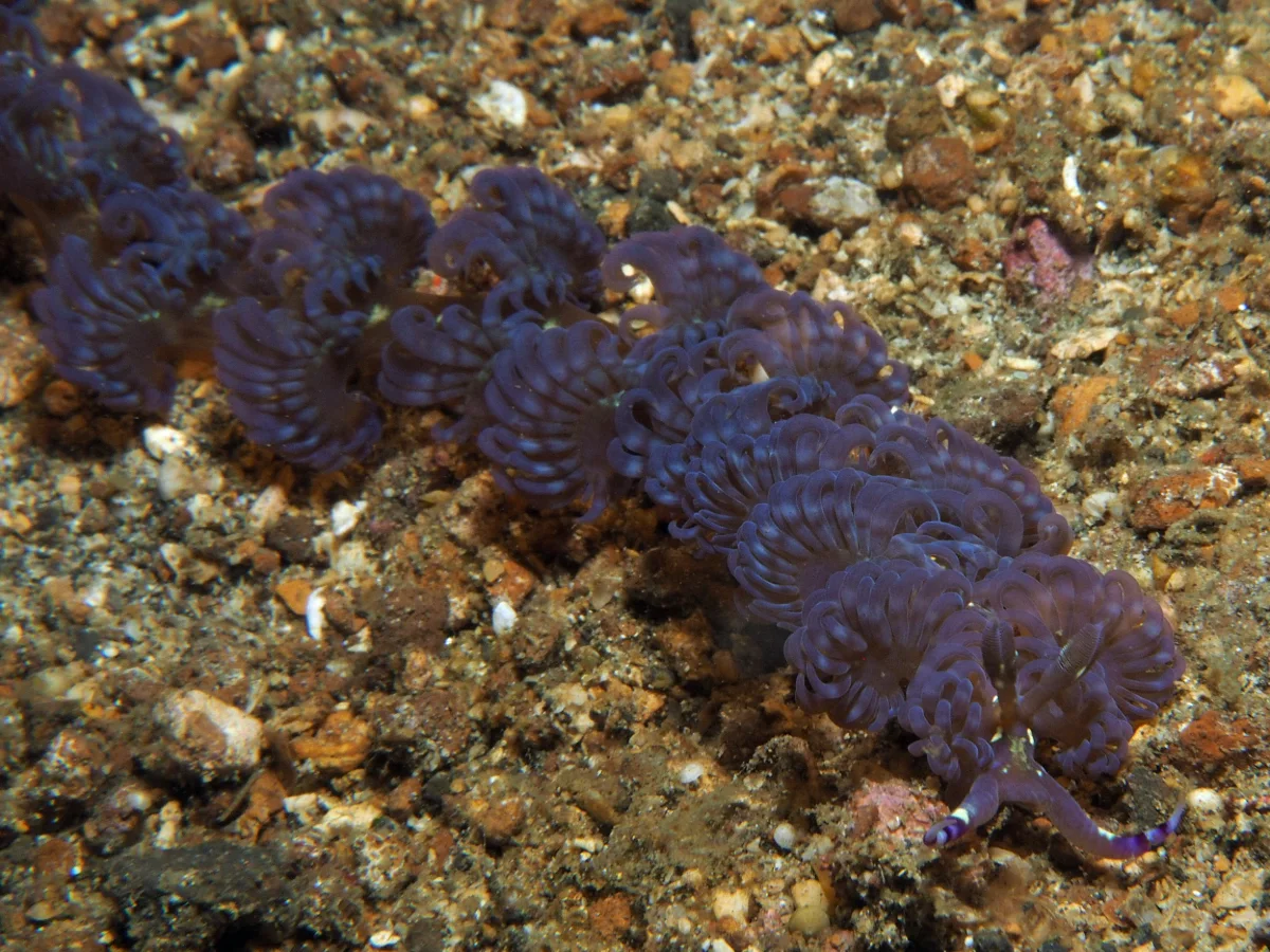 Pteraeolidia semperi - Indonesia - Lembeh