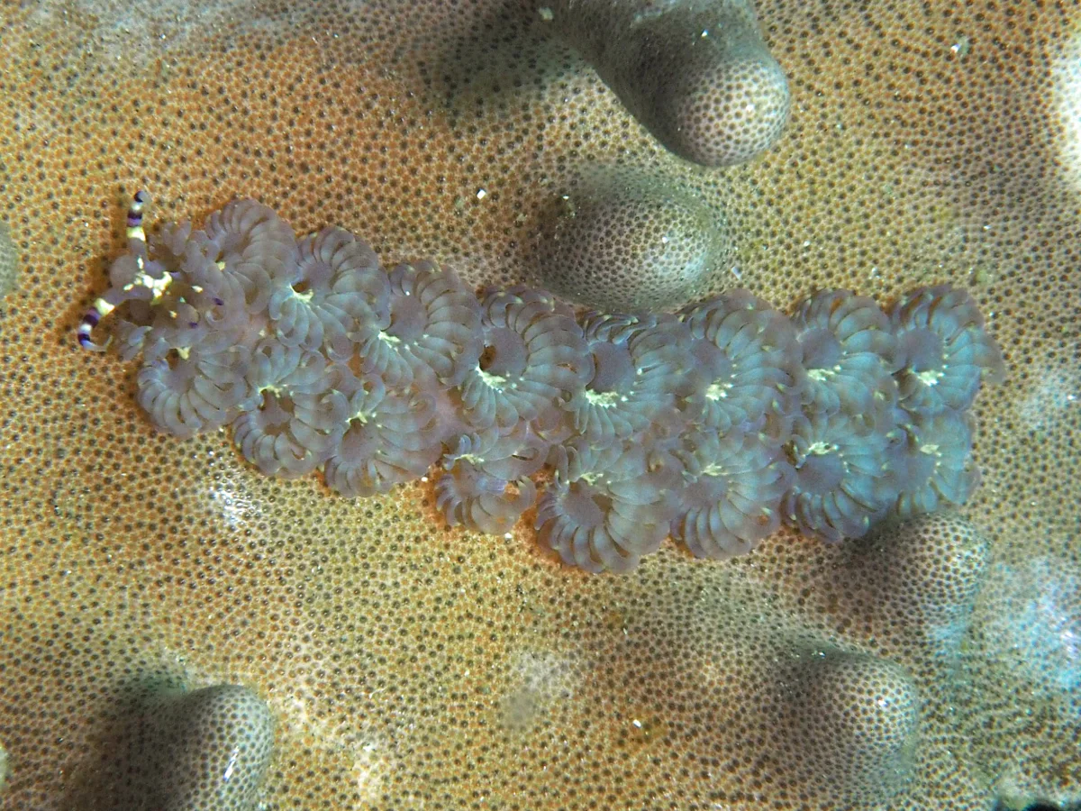 Pteraeolidia semperi - Indonesia - Lembeh