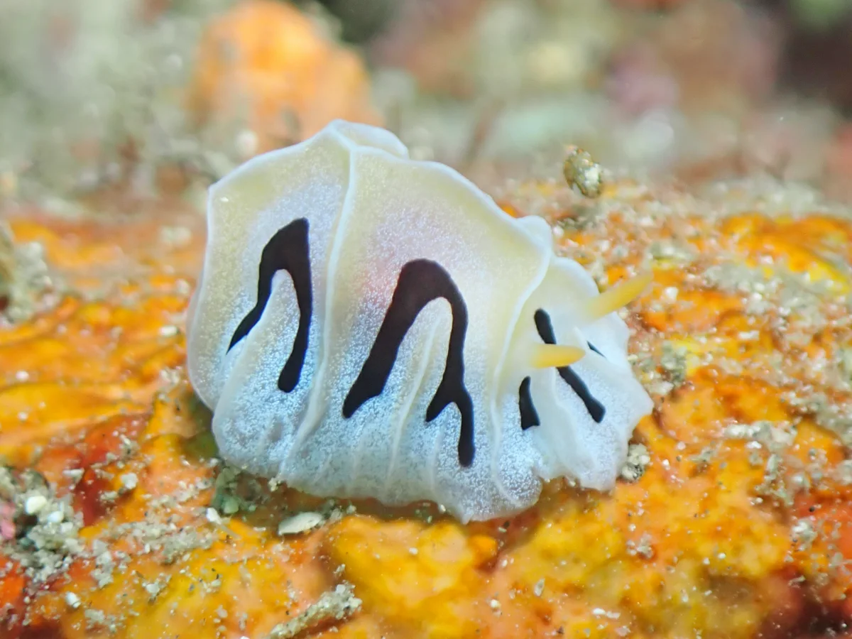 Reticulidia fungia - Philippines - Anilao