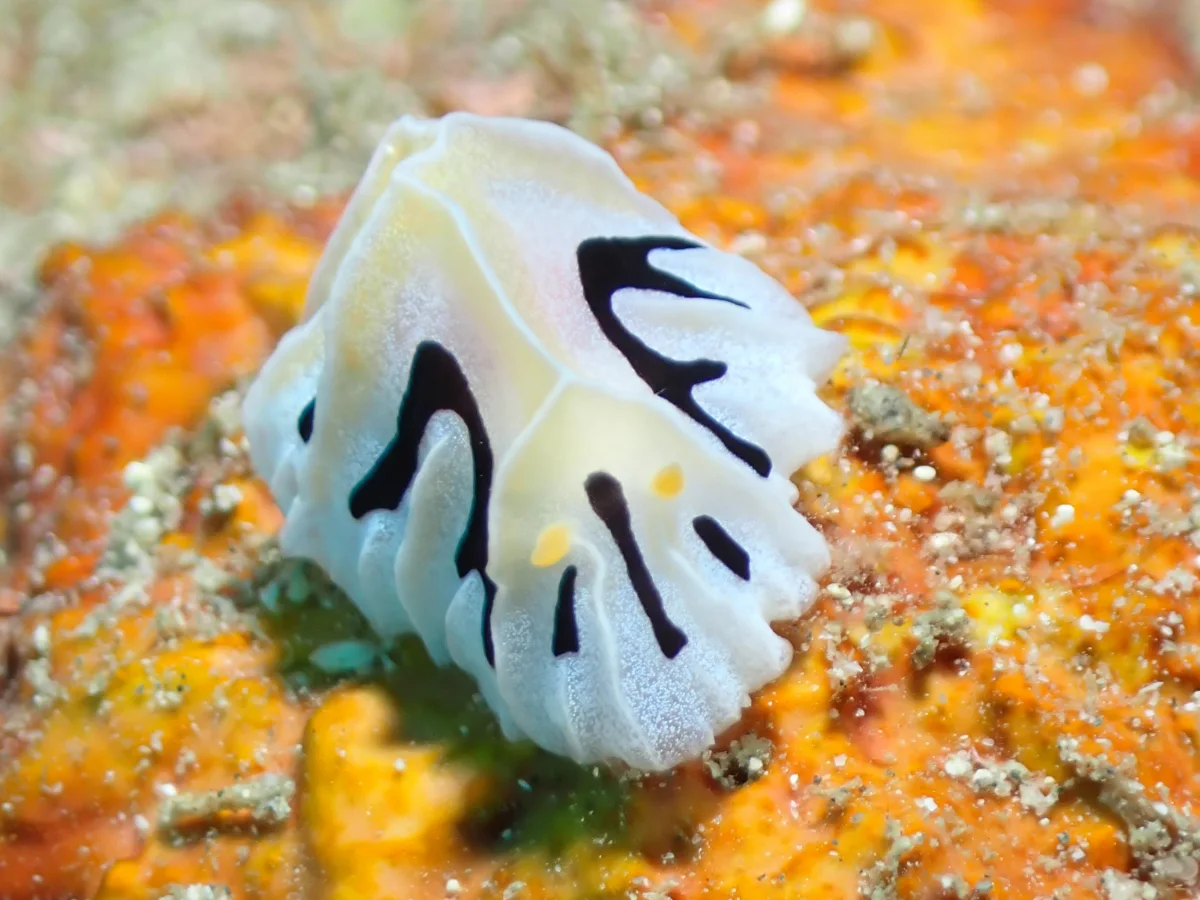 Reticulidia fungia - Philippines - Anilao