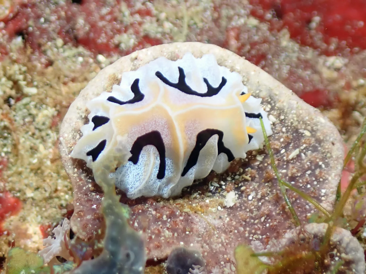 Reticulidia fungia - Philippines - Anilao