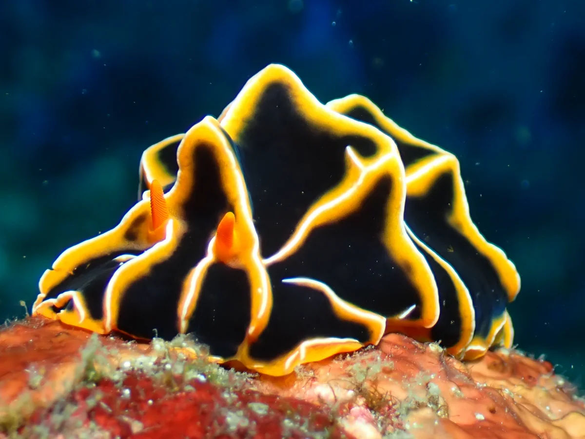 Reticulidia halgerda - Philippines - Anilao