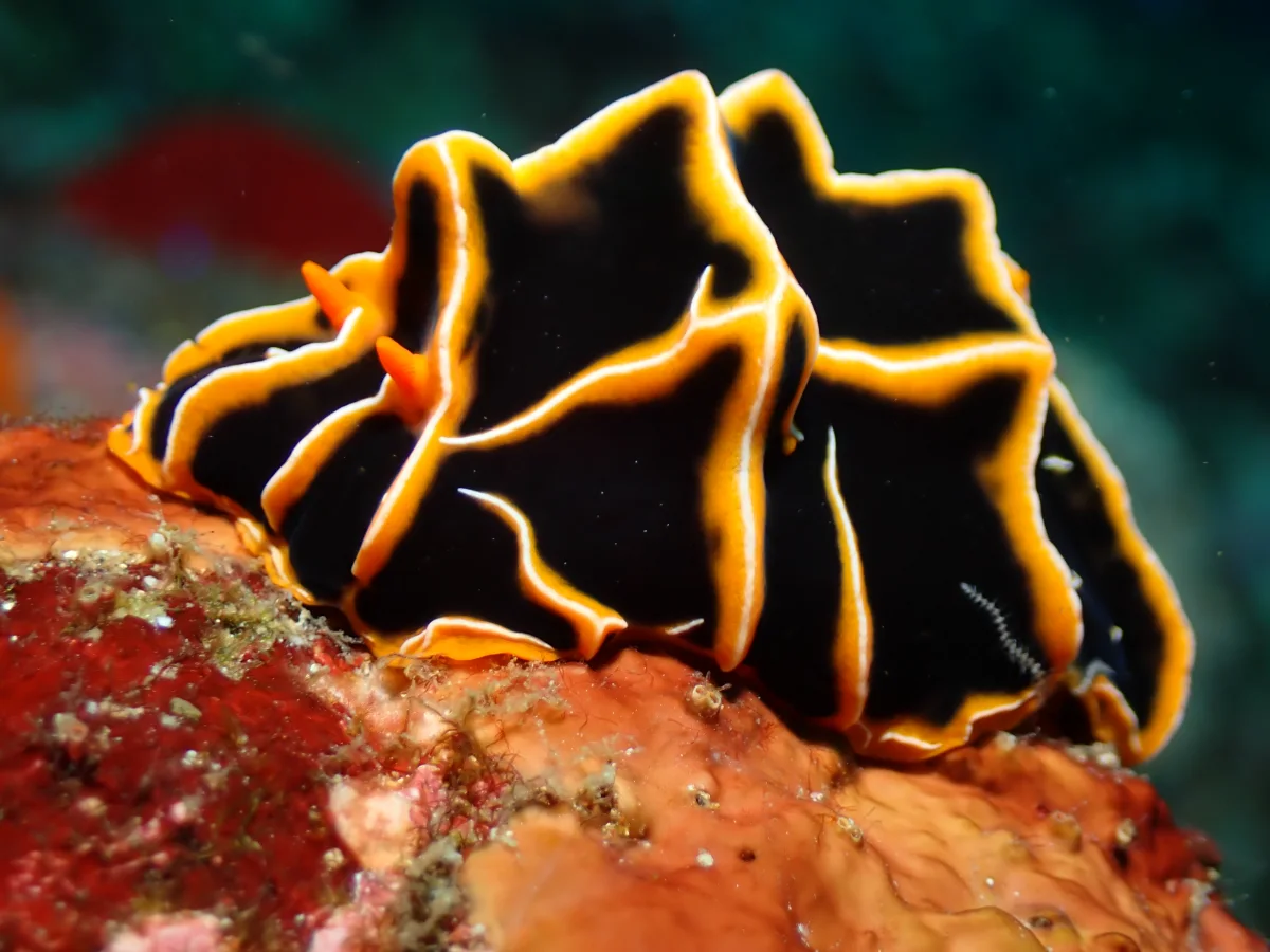 Reticulidia halgerda - Philippines - Anilao