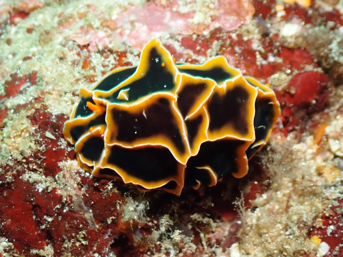 Reticulidia halgerda - Philippines - Anilao