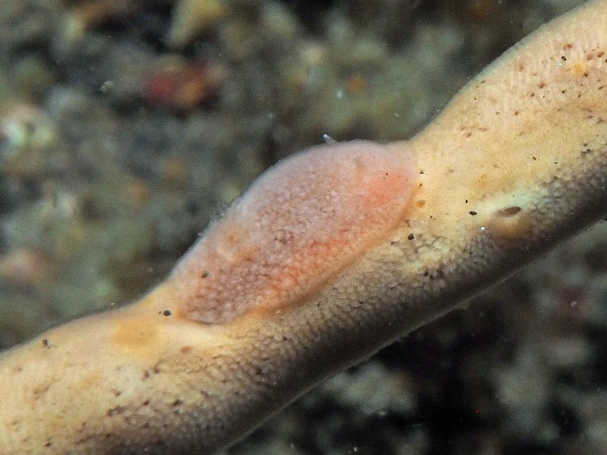 Rostanga sp - Indonesia - Lembeh