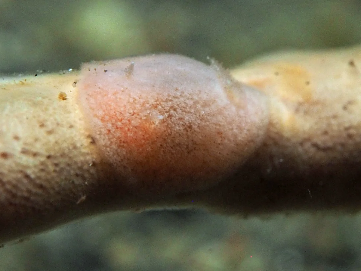 Rostanga sp - Indonesia - Lembeh