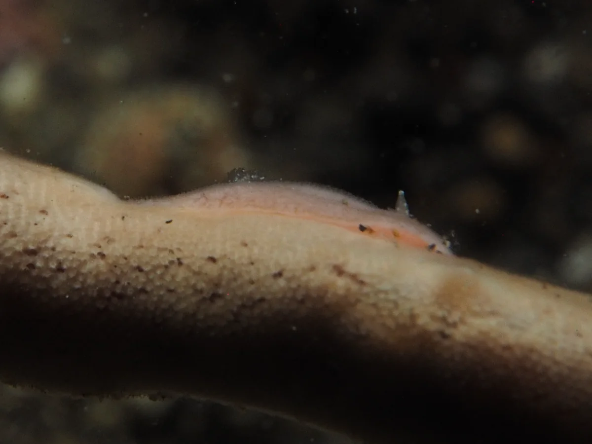 Rostanga sp - Indonesia - Lembeh