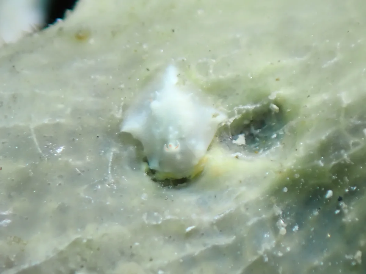 Sagaminopteron nigropunctatum - Philippines - Anilao