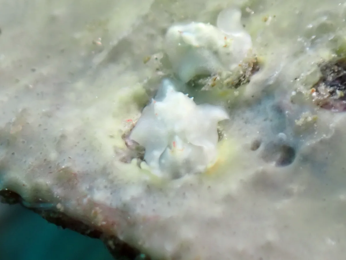 Sagaminopteron nigropunctatum - Philippines - Anilao